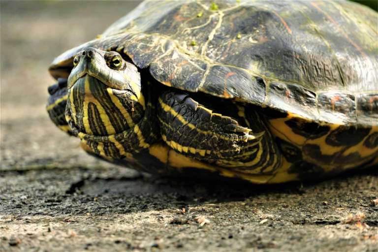 A close-up of a turtle's head and shell.