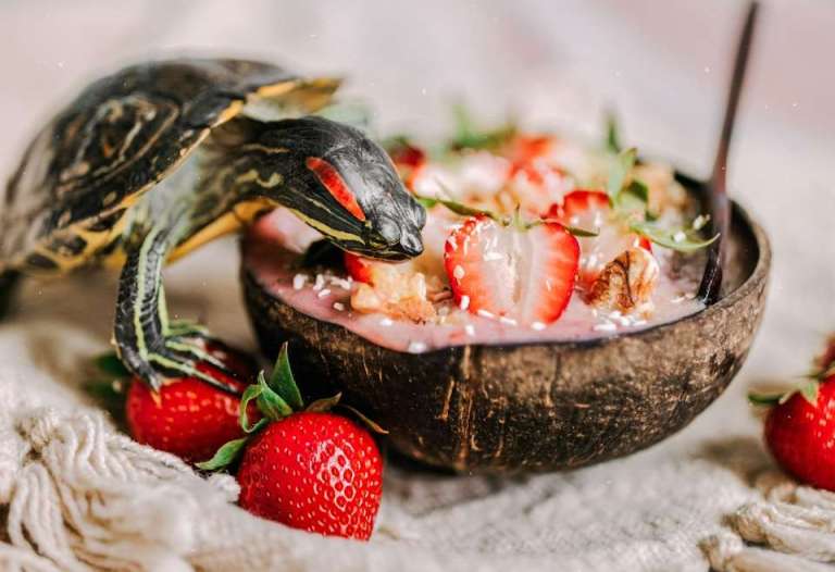 black and brown turtle on white textile