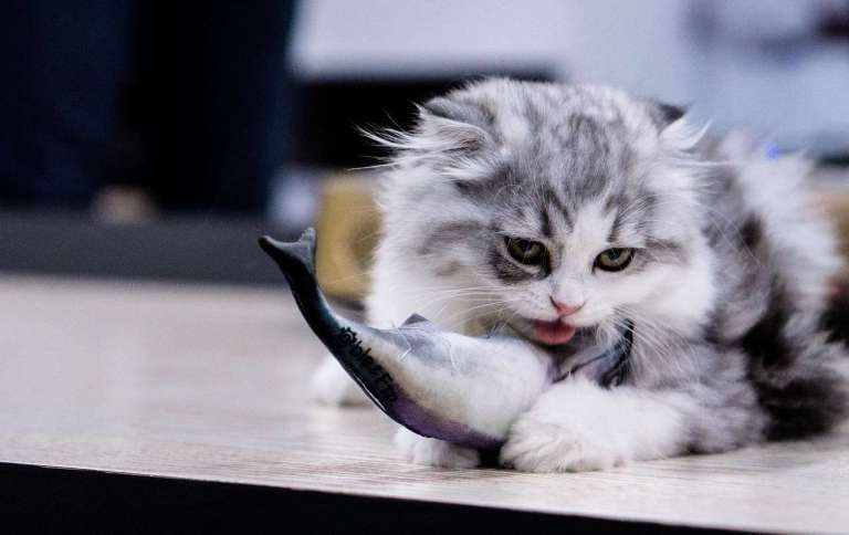 cat, eat, fish