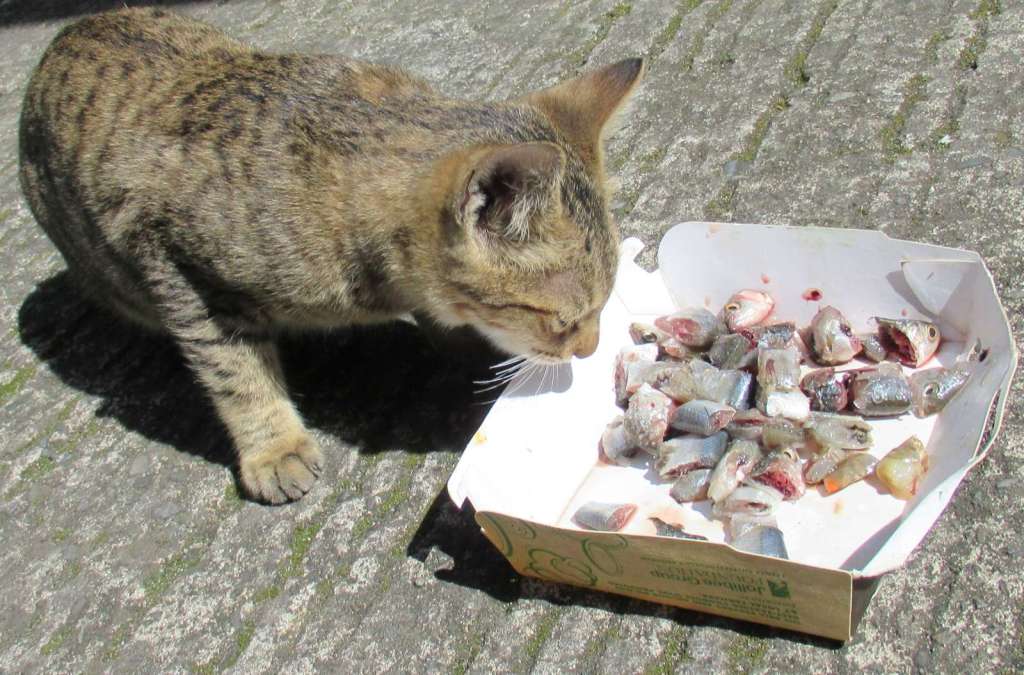 Cats eating fish