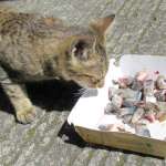 貓可以吃什麼魚？拆解貓吃魚的注意事項及餵食指南