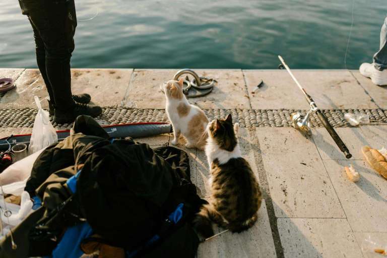 Two curious cats observing fishing activities on a dock by the water.