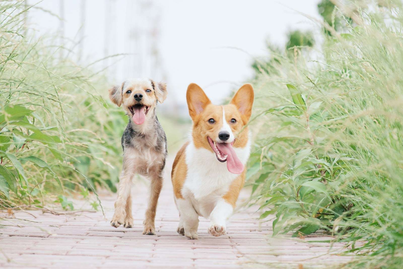 pembroke welsh corgi and brown dog running between grasses