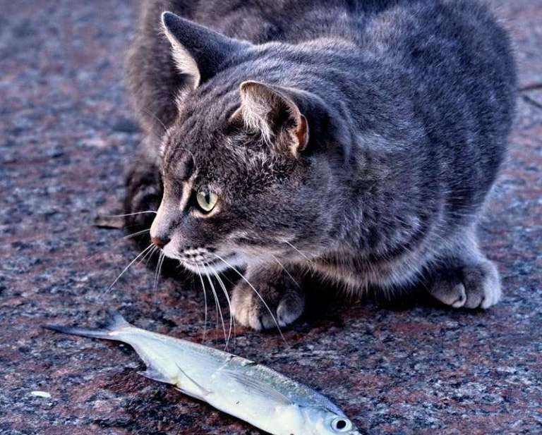 A grey domestic cat intently looking at a freshly caught fish on a stone pavement.