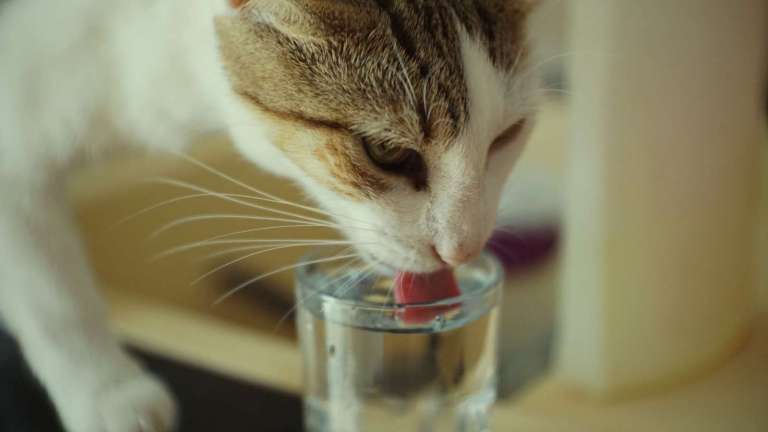 A cat licking a glass of water on a table