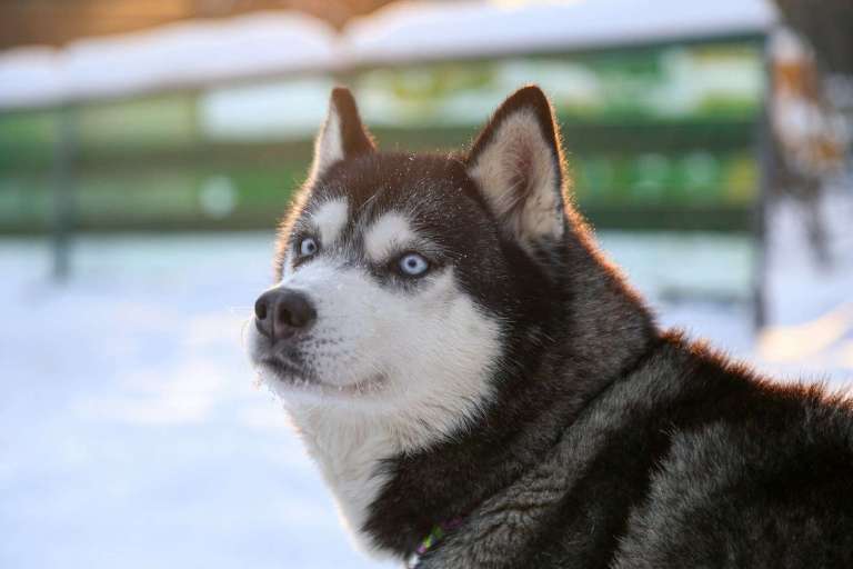 a close up of a dog in the snow