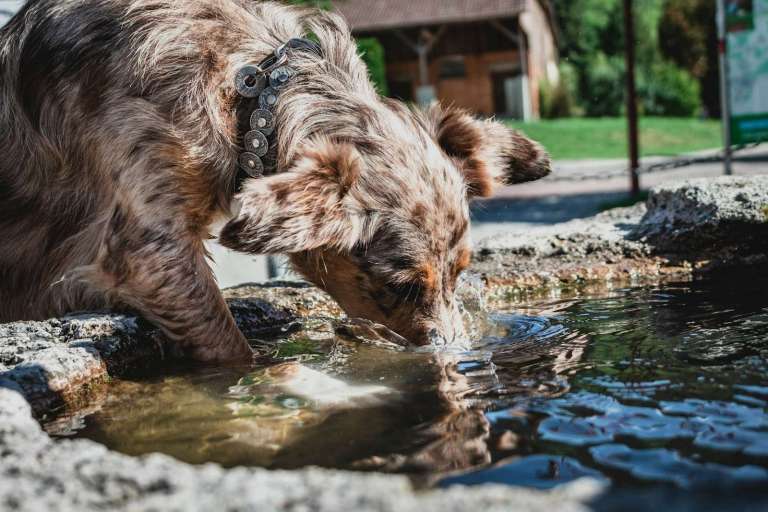 dog drinking water