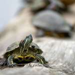 巴西龜飼養全攻略：壽命真相、飲食注意事項及推薦溫度環境