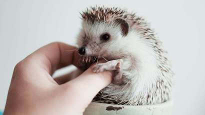 white and brown hedgehog