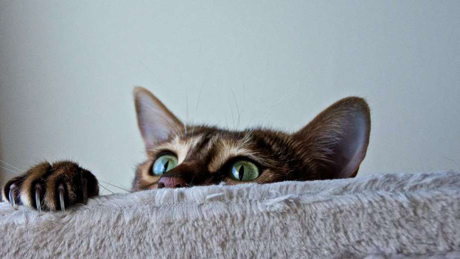 brown tabby cat lying on white textile