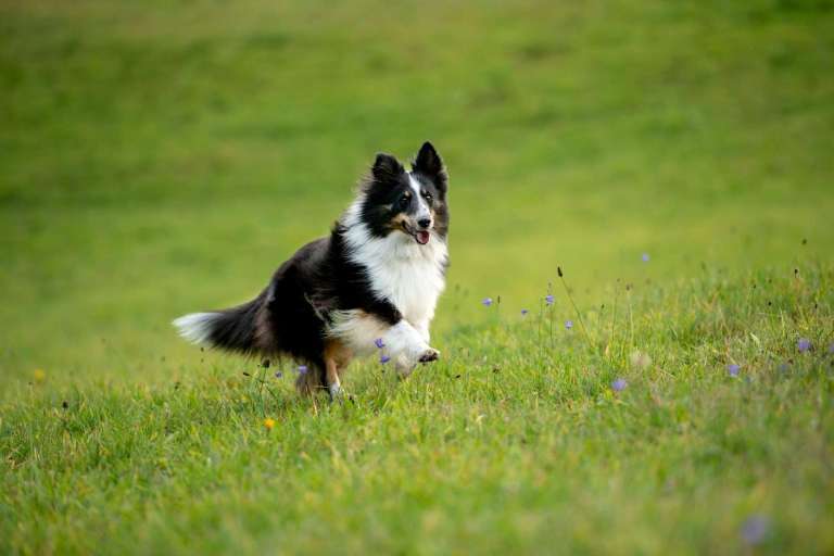 black and white border collie on green grass field during daytime