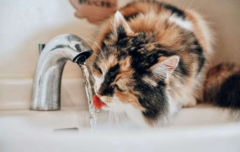 A cat drinking water from a faucet in a bathroom sink