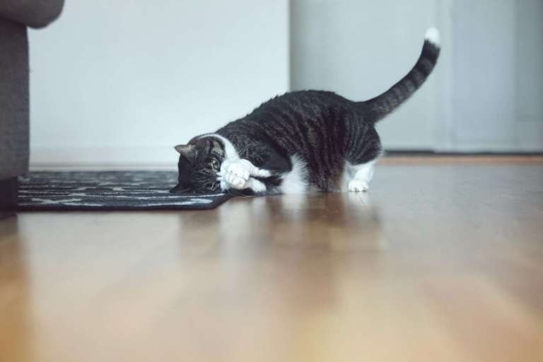 a black and white cat playing with a rug on the floor