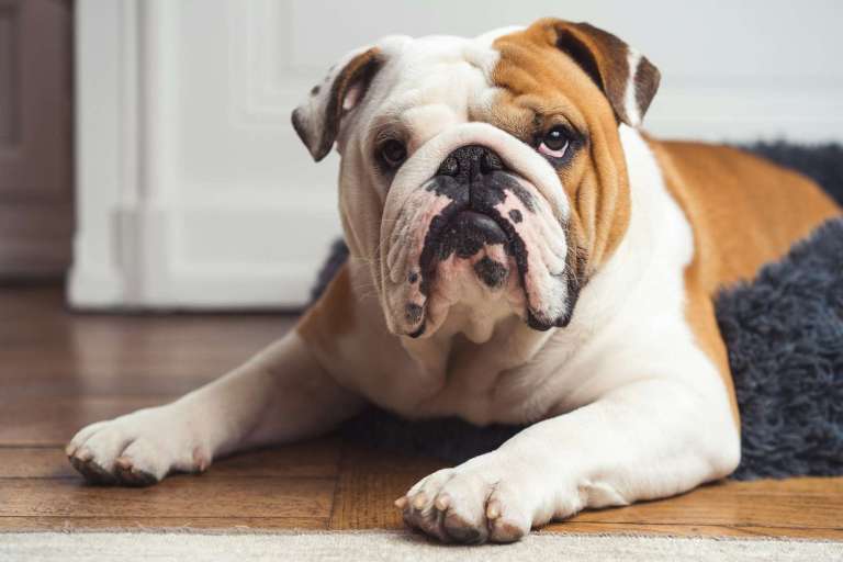 a brown and white dog laying on top of a wooden floor