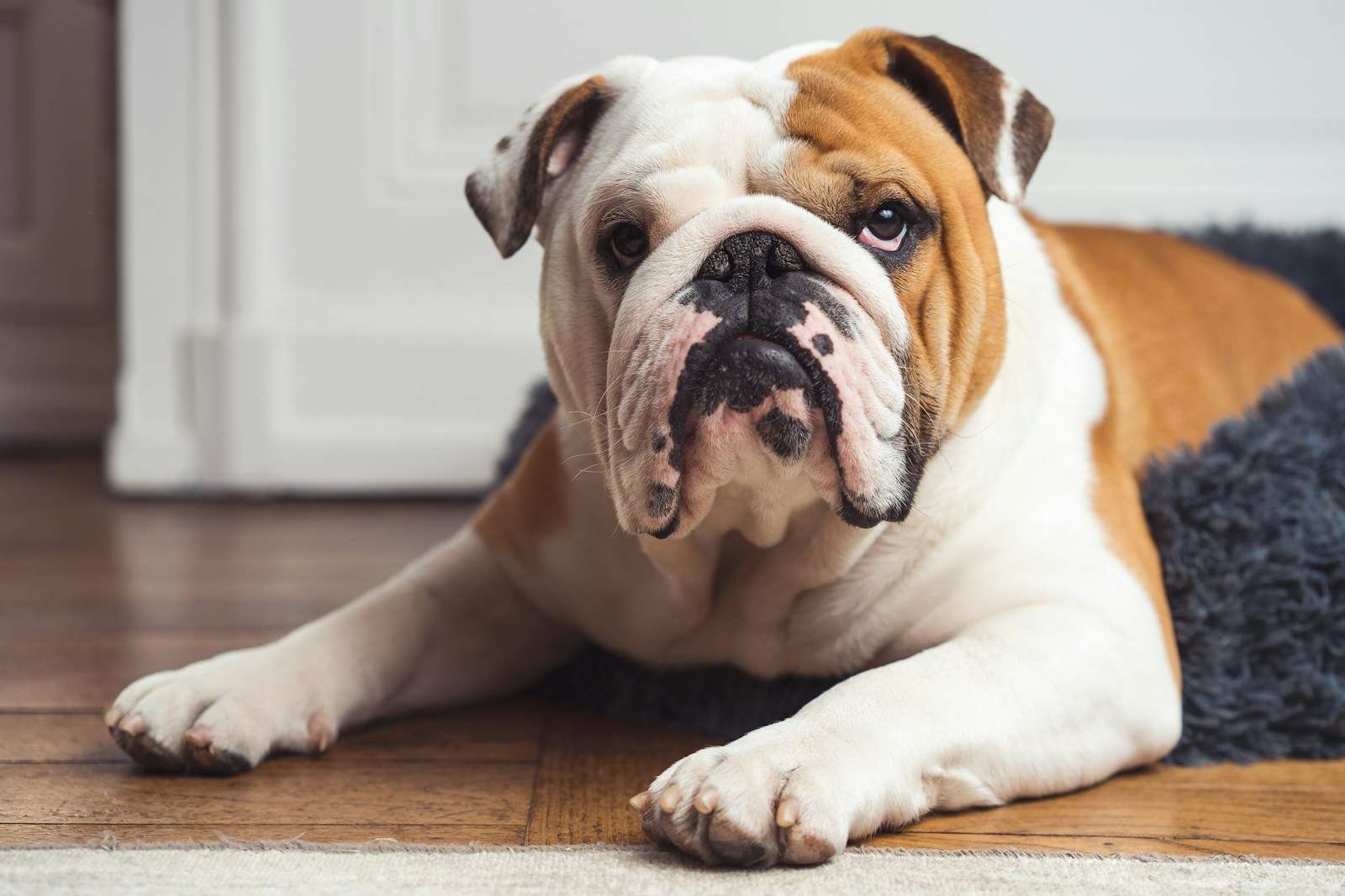 a brown and white dog laying on top of a wooden floor