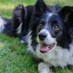 邊境牧羊犬很難養嗎？深度解析邊牧壽命、性格特質及香港飼養攻略