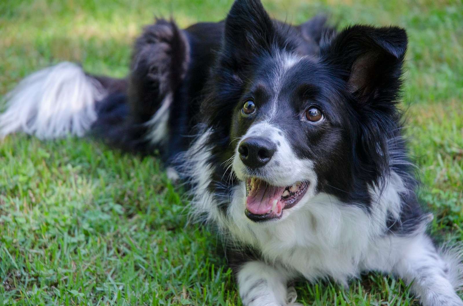 Border Collie