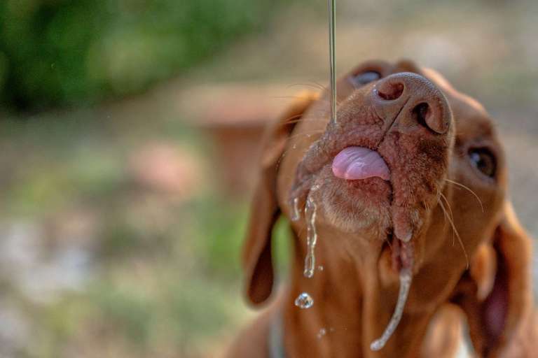 A brown dog drinks water with its tongue out.
