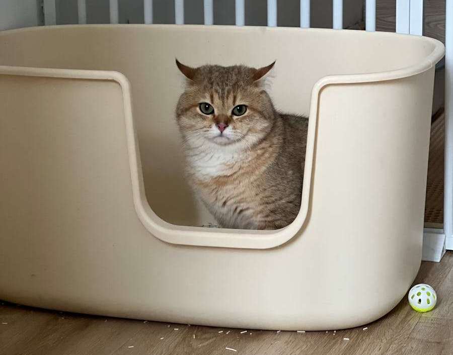 Cute cat sitting comfortably in a beige indoor box with toy.