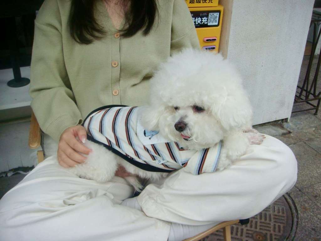 Fluffy white dog in striped shirt sits on person's lap